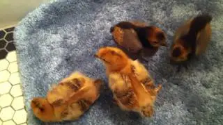 Baby Chicks take a 
