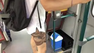 더액션 2중 포켓 레깅스 숏팬츠
