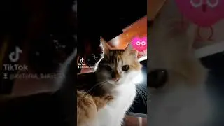 Я похож на шутку?