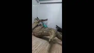 инопланетянин в парке