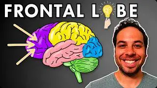The Frontal Lobe - Location and Function