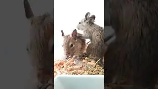 Один дегу ест, а второй смешно закапывает еду 🐿️🐿️🐿️