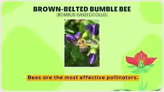 The Buzz on Helping Pollinators - Bees