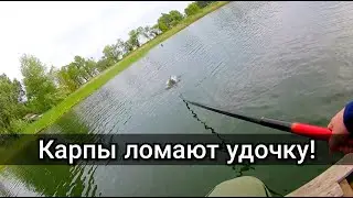 Ловля карпов на удочку в Беларуси! Снасть на карпа.