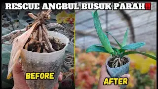 Cara Menangani Anggrek Bulan yang Busuk Jadi Sehat, Subur, Dan Rimbun