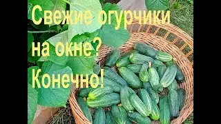 Эти огурцы обязательно дадут урожай дома!