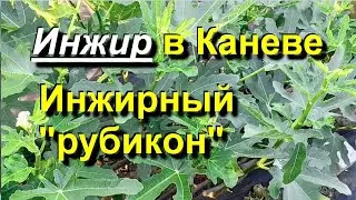 Инжир в Каневе. Большой краткий обзор инжиров. 2024 07 01