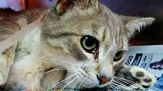 The kitten couldn't stop crying in the shelter, but suddenly he heard a familiar voice!