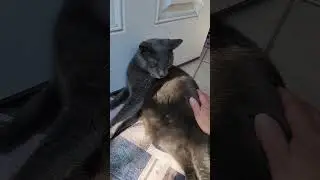 My cat not letting  me shut the door until  she gets her belly rub! 😒 😒