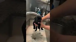 My All Black Presa Canario Raven, as a Puppy 🐶