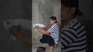 ngakakak