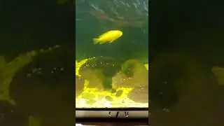 Игра блесны
