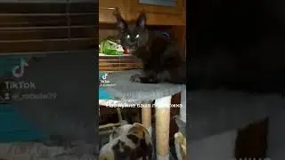 Домашний приют Пушистая Банда нас 18 собачек и 20кошечек, будем благодарны любой помощи 🙏