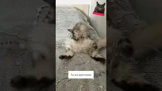 А ВАШ КОТ ТАК ДЕЛАЕТ? БЕСТЫЖАЯ БЕЛКА 