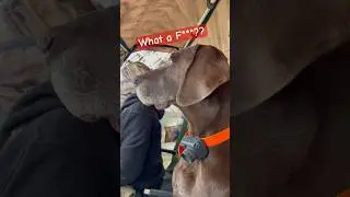 What a F***? / что за …? 