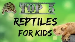Top 5 Reptiles For Kids!