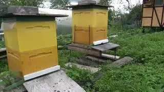 Пчелы.