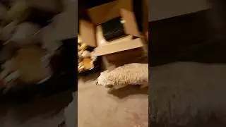 GENSHIN IMPACT REVIEW WITH DOG