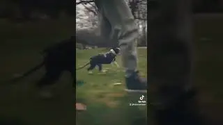 Jak złapać psa❓️🐕 