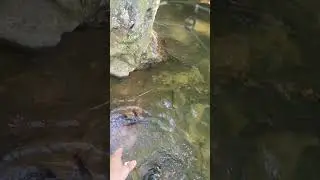 Late August Brown Trout in Helen GA