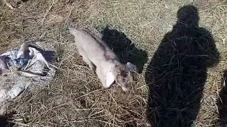 Новые окоты