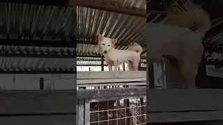 grabee Kang aso ka bat ka nandyan🤣