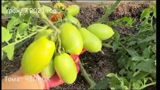 Shuttle is a low-growing, cold-resistant, ultra-early, high-yielding variety, suitable for beginn...