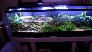 How To: Aquarium Water Change Why you need to do it WHAT it does