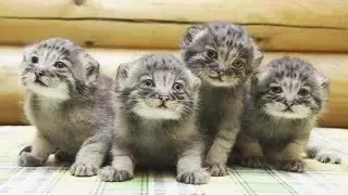 A farmer found abandoned kittens, it turned out that they cost a fortune.