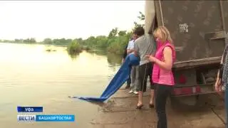 В реку Белую выпустили более 9 тысяч мальков стерляди