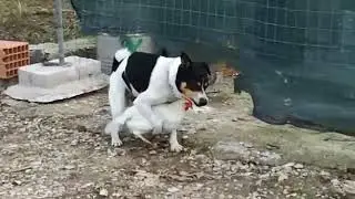 Tavuk siken köpek