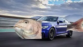 fish car