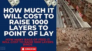Cost of Raising 1000 Layers from Day Old To Point of Lay | How many bags to raise 1000 Layers Birds