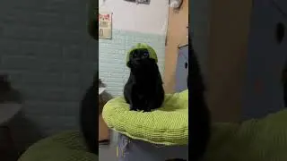 Water Melon Warrior😂 #funnycats #shorts