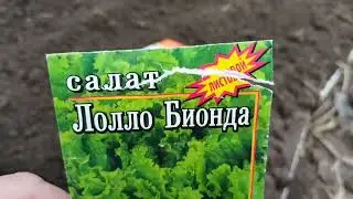 Жарю вкусные драники// Посеяла салатики в теплицу// Обед готов!!!