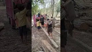Load teak wood into medium truck 8 #woodworking #russia #america #india #korea