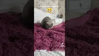 кастрированный кот 