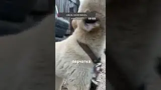 Собака съела перчатку 