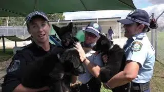 What's it like working for the NSW Police Force Dog Squad??