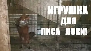 ВЕЧЕРНИЙ ВЛОГ/ДОМАШНИЙ ЛИС ЛОКИ ВСТРЕЧАЕТ НАС/domestic Fox/ИГРУШКА ДЛЯ ЛИСЫ