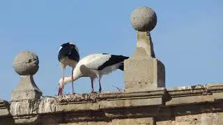 Cegoñas