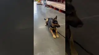 Rainy dog walks #homedepot #dogwalking #dogadvice