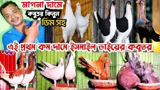 মাগনা দামে ডিম সহ কবুতর কিনুন, কালদম, গিরিবাজ, ম্যাকপাই,ডেনিস, ইসমাইল ভাইয়ের কবুতর। mohsintv