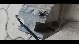 у нас дома ядовитый паук матка и две яиц
