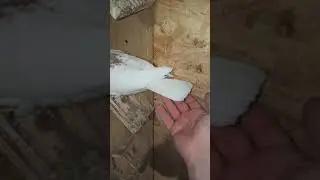 маленький гаревиз