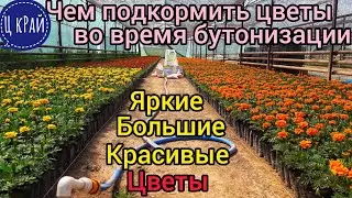 Чем подкормить чтобы цветы были большие, красивые и яркие. Как ускорить созревания цветов.