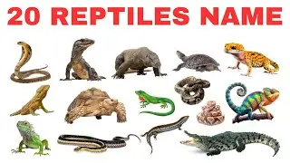20 REPTILES NAME | Learn Reptile Names for Kids | Fun Animal Video for Children!