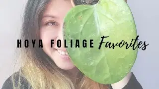 Hoya Foliage Favorites
