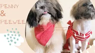 Vlog # 13: Fur Babies content🐶🐶🐶 | likechaipepper | Philippines