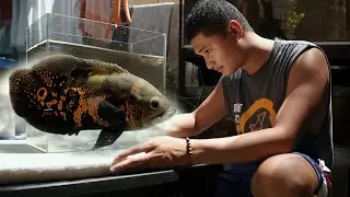 FV VLOG #112:  Livebearers & Cichlids Overload